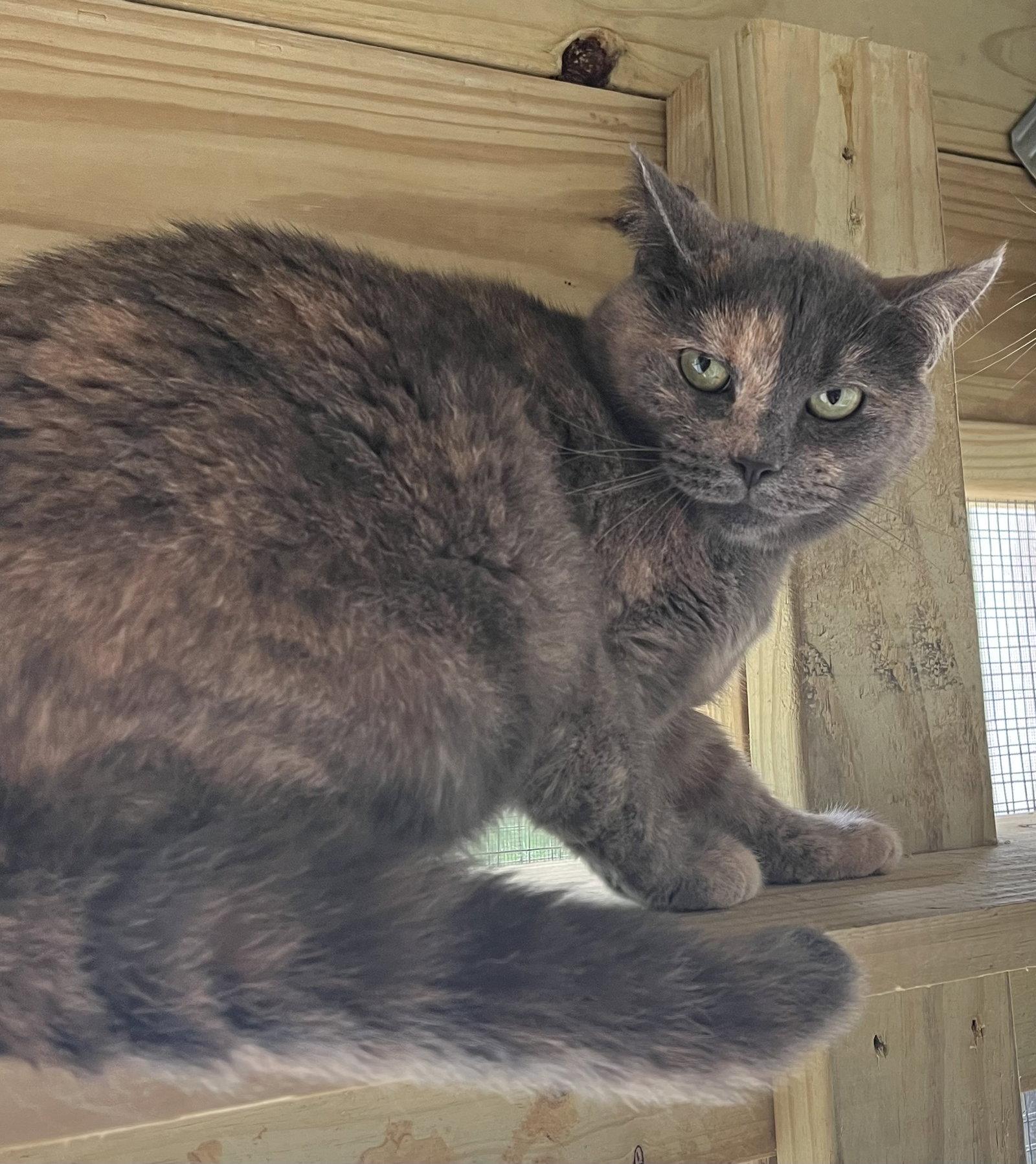 Kitty Hawk, a Adoptable mixed breed in Woodsfield, OH image 2/3