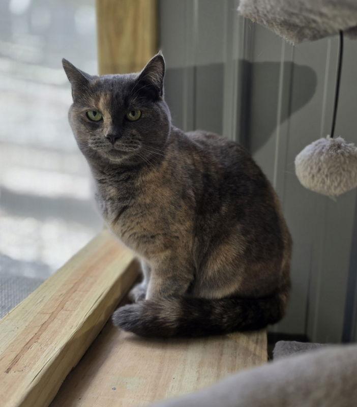 Kitty Hawk, Adoptable, Young Female Dilute Calico & Tortoiseshell.