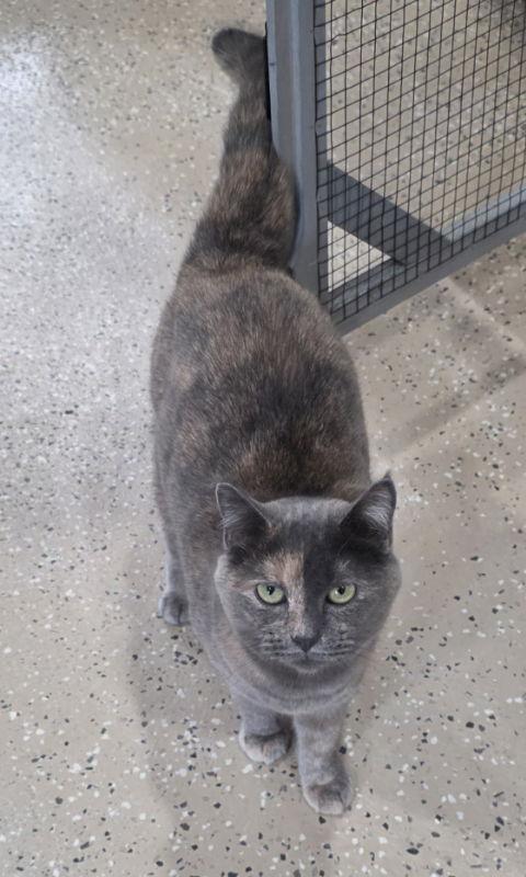 Kitty Hawk, a Adoptable mixed breed in Woodsfield, OH image 3/3