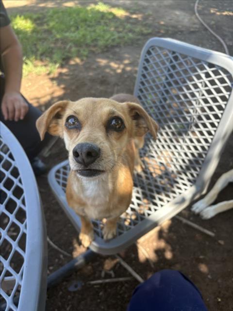 SID, Adoptable, Adult Female Chihuahua & Mixed Breed.