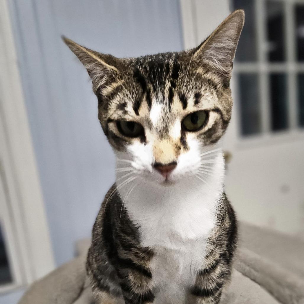 Tibbs, Adoptable, Adult Male Domestic Short Hair.