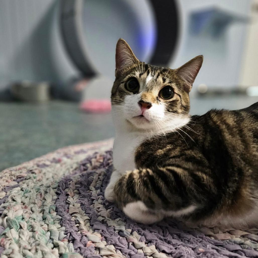 Tibbs, a Adoptable Domestic Short Hair in North Augusta, SC image 2/3