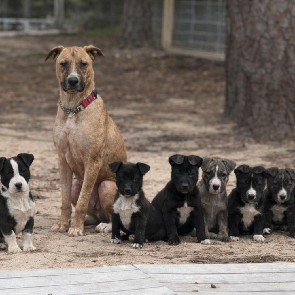 Enlarge Hash , a Adoptable mixed breed in Hagerstown, MD image 4/5