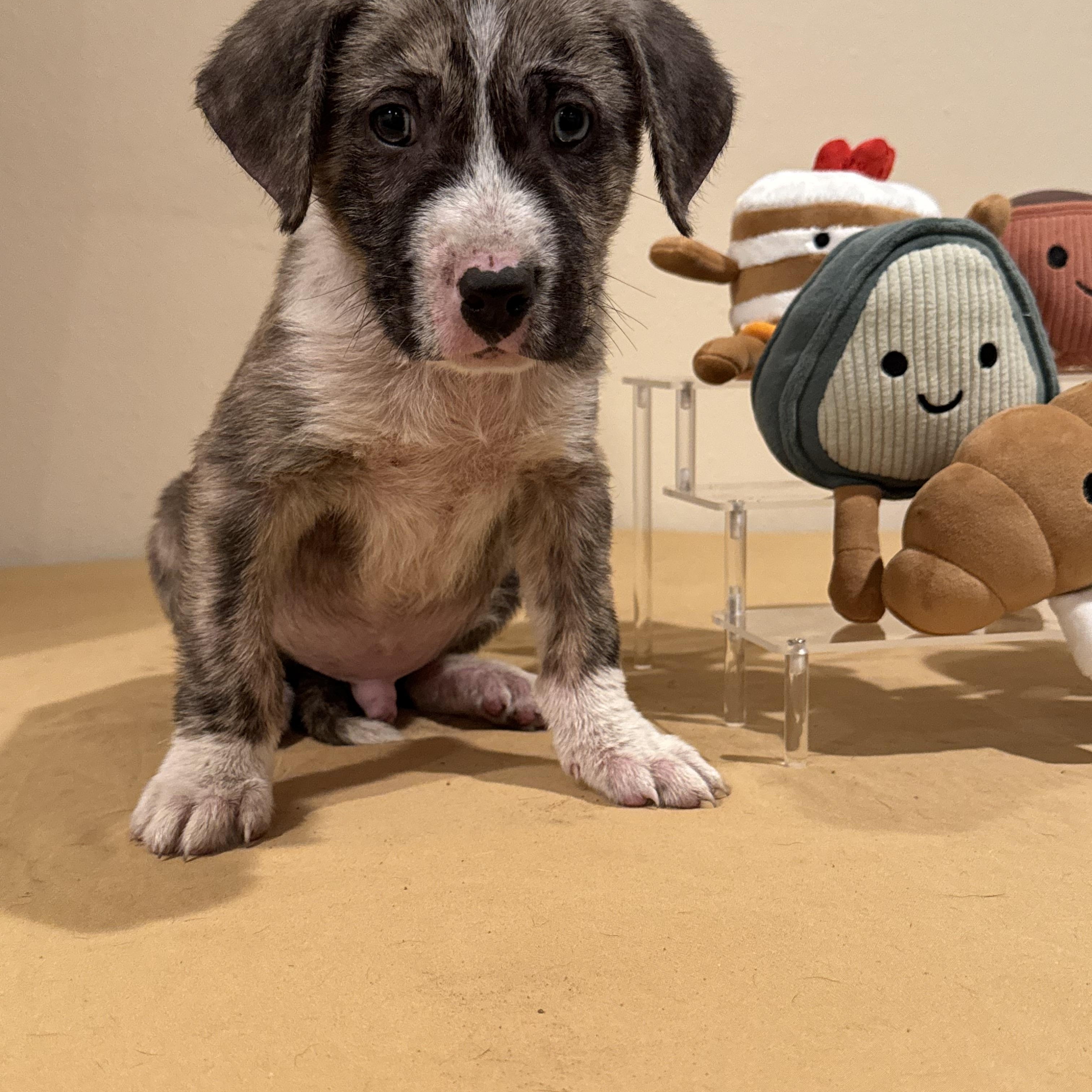 Enlarge Hash , a Adoptable mixed breed in Hagerstown, MD image 5/5