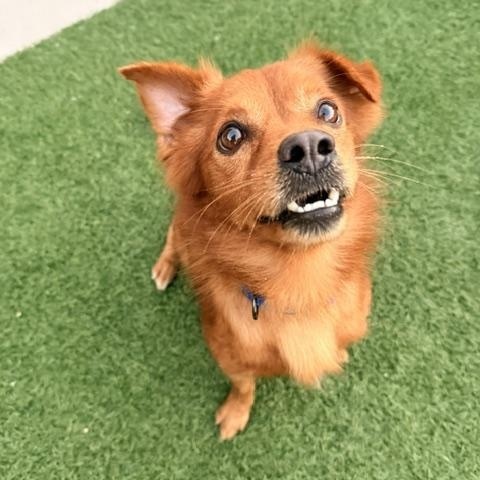 Enlarge Jay, a Adoptable mixed breed in Redondo Beach, CA image 5/5