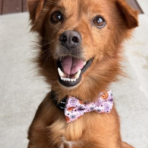 Enlarge Jay, a Adoptable mixed breed in Redondo Beach, CA image 3/5