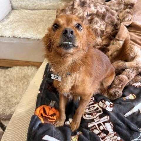 Enlarge Jay, a Adoptable mixed breed in Redondo Beach, CA image 2/5