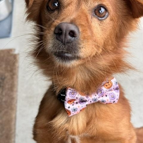 Enlarge Jay, a Adoptable mixed breed in Redondo Beach, CA image 4/5