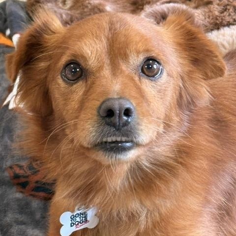 Jay, Adoptable, Young Male Chihuahua.
