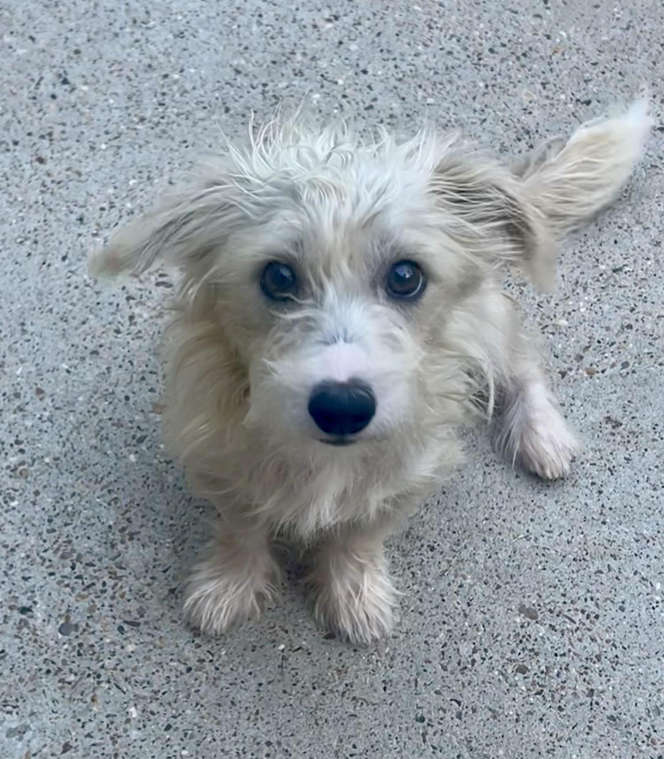 Grover, a Adoptable mixed breed in Spring, TX image 3/3