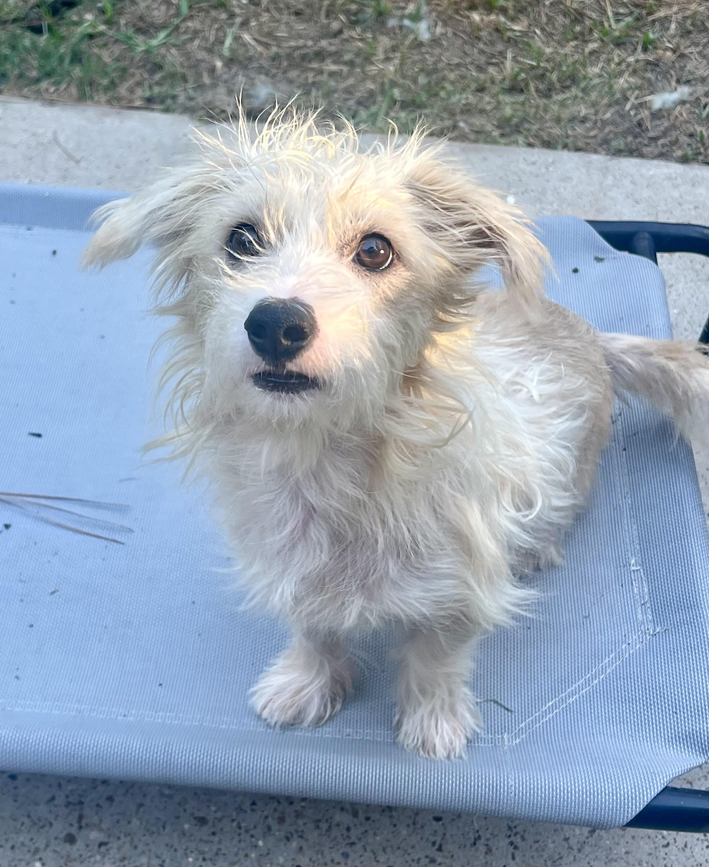 Grover, a Adoptable mixed breed in Spring, TX image 2/3