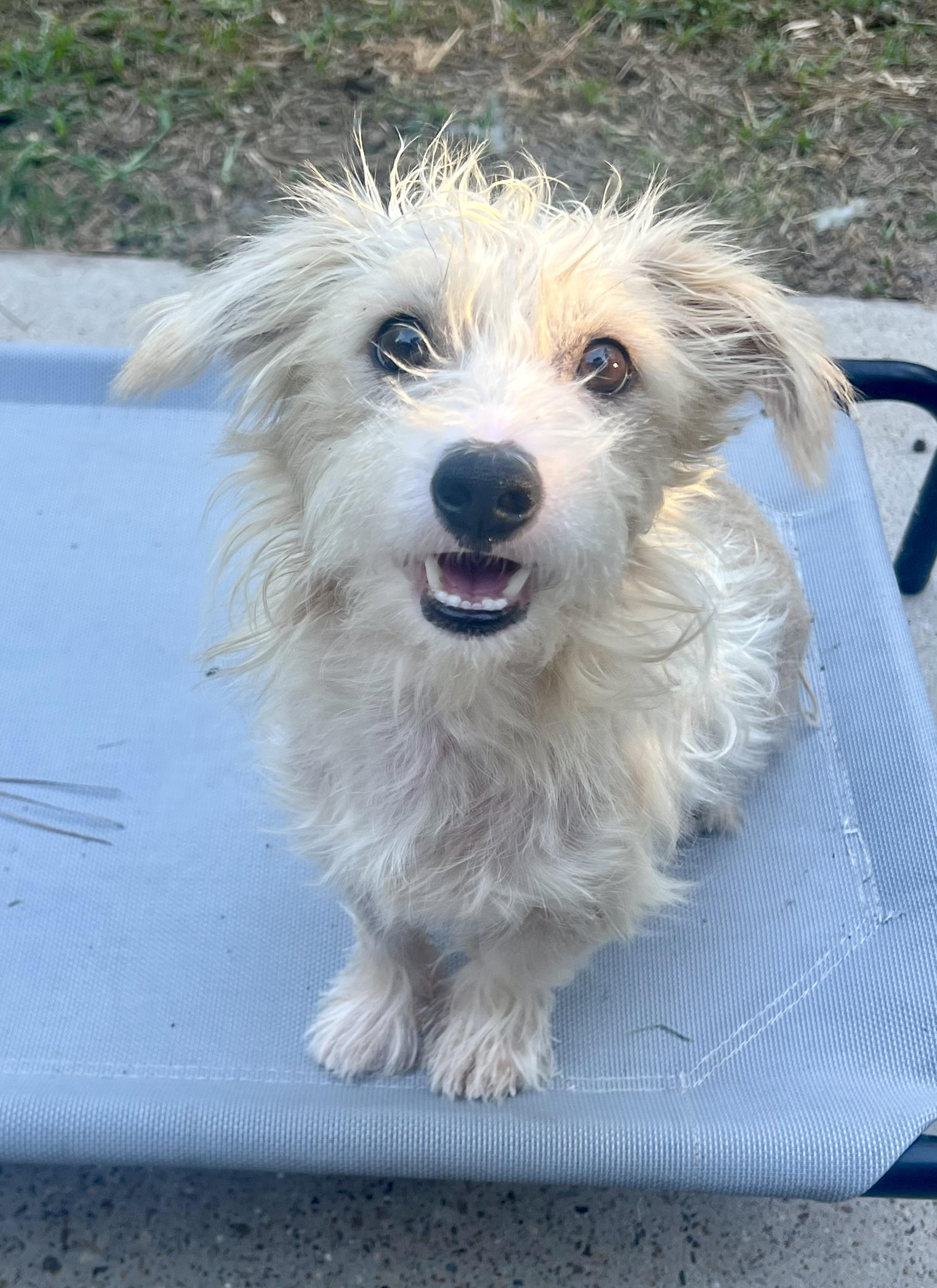 Grover, Adoptable, Adult Male Terrier & Mixed Breed.