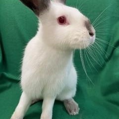 Valencia, a ADOPTABLE Californian in Haltom City, TX image 2/5