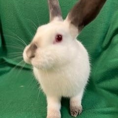Valencia, ADOPTABLE, Young Female Californian.