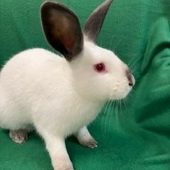 Valencia, a ADOPTABLE Californian in Haltom City, TX image 4/5