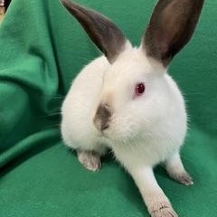 Valencia, a ADOPTABLE Californian in Haltom City, TX image 5/5