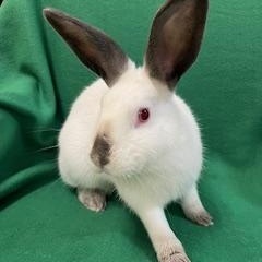 Valencia, a ADOPTABLE Californian in Haltom City, TX image 3/5