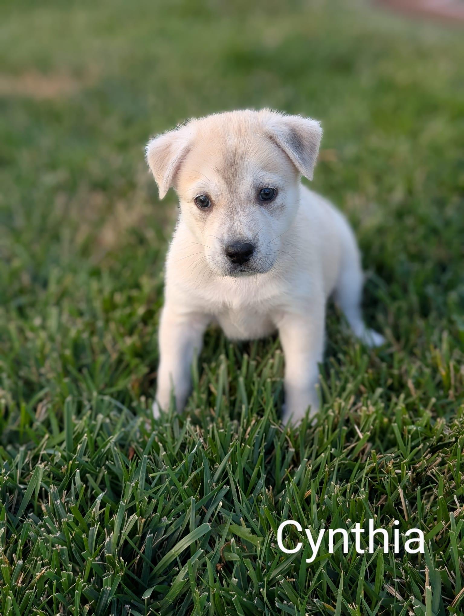 Cynthia photo 3