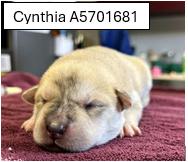 Cynthia photo 2
