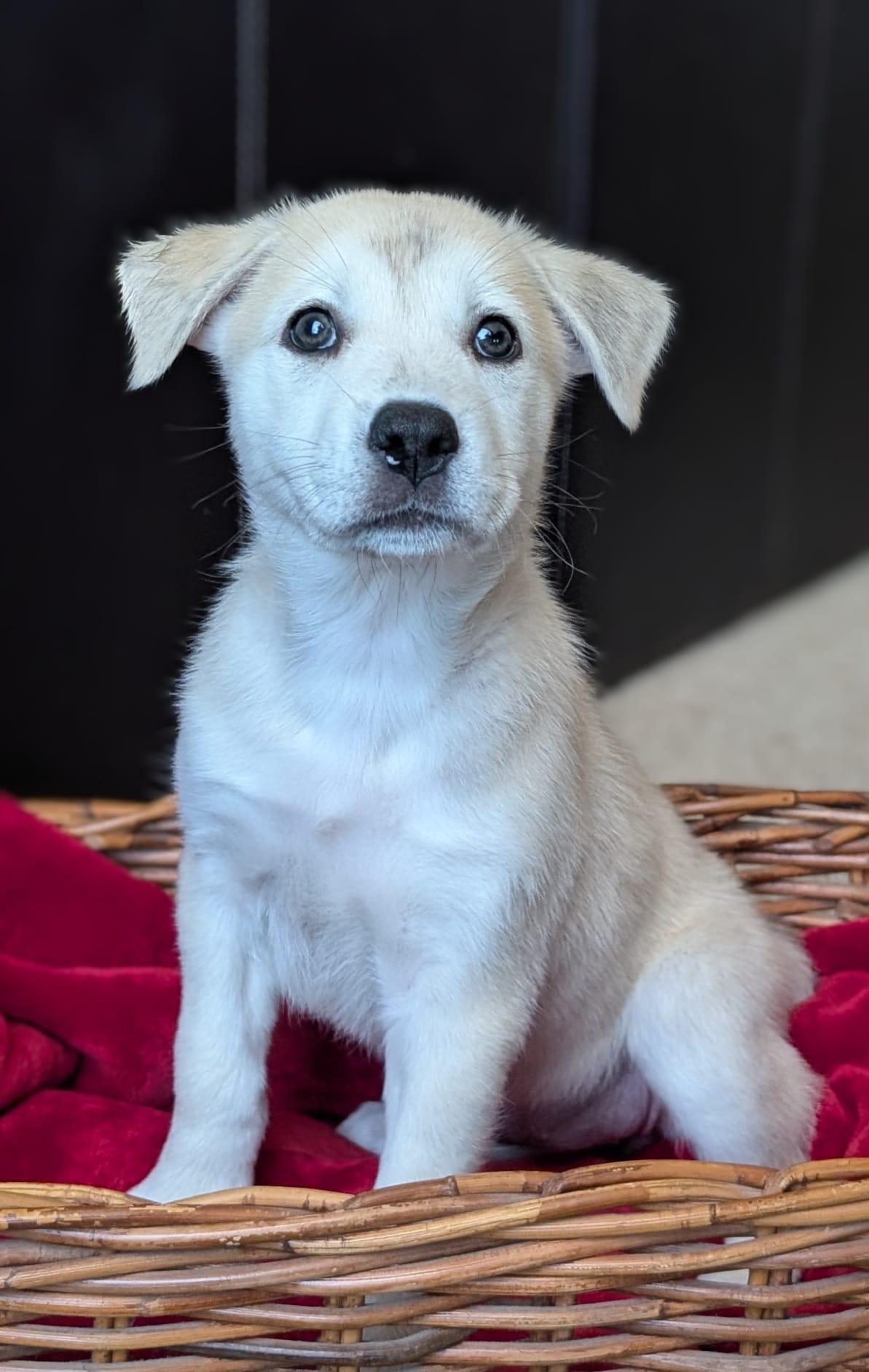 Cynthia, Baby Female Pit Bull Terrier