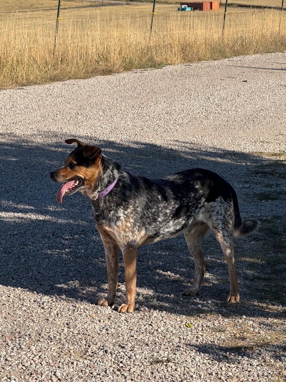 Blue, a Adoptable mixed breed in Kiowa, CO image 1/6