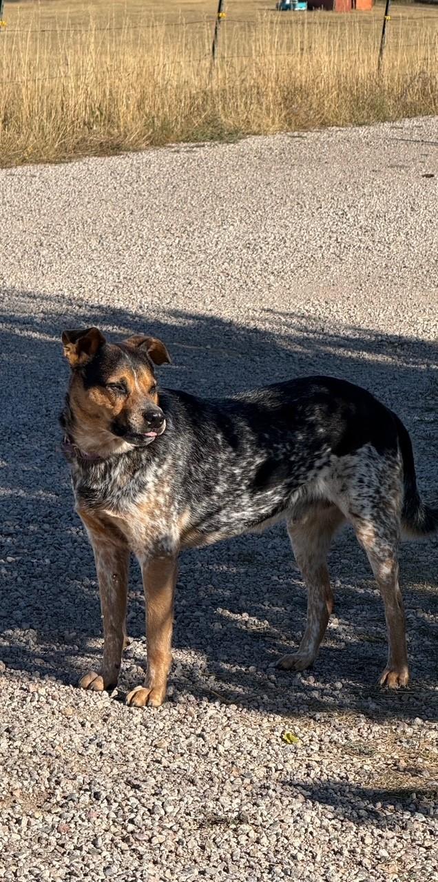 Blue, a Adoptable mixed breed in Kiowa, CO image 2/6