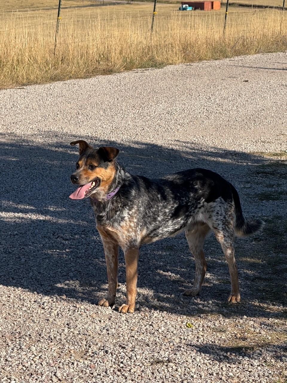 Blue, a Adoptable mixed breed in Kiowa, CO image 3/6