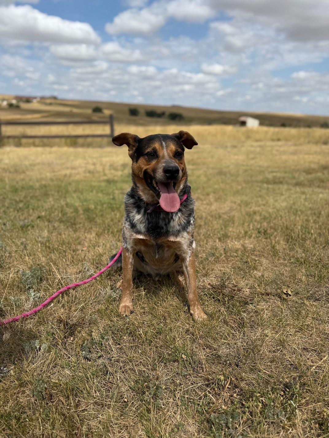Blue, a Adoptable mixed breed in Kiowa, CO image 4/6