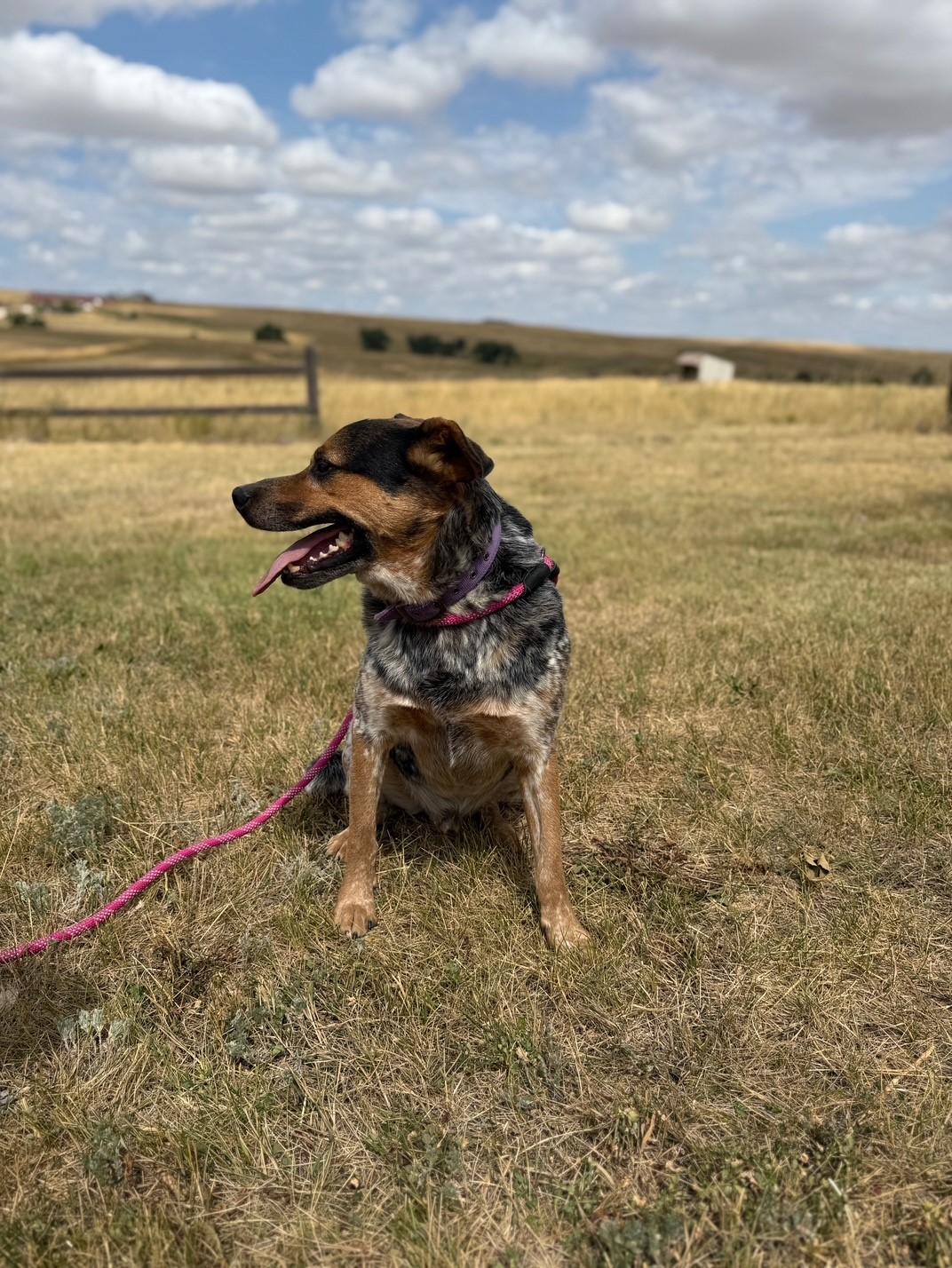 Blue, a Adoptable mixed breed in Kiowa, CO image 5/6