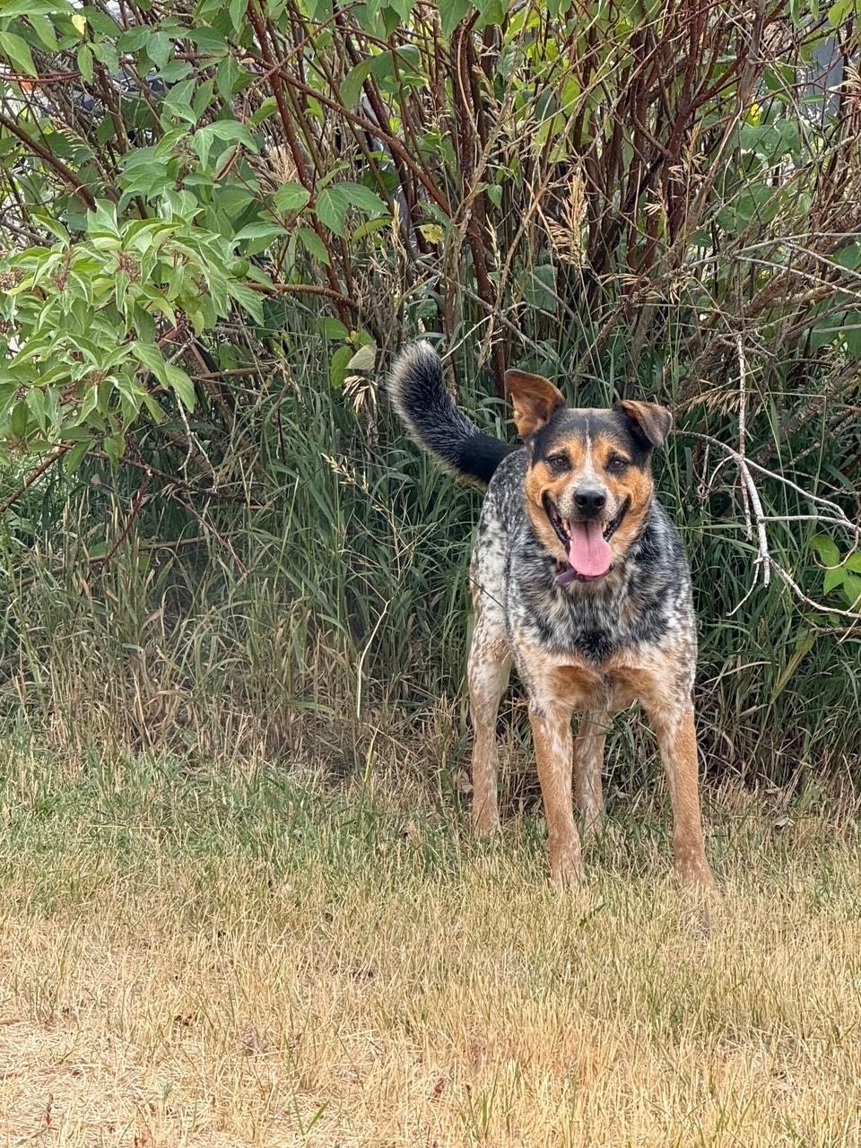 Blue, a Adoptable mixed breed in Kiowa, CO image 6/6