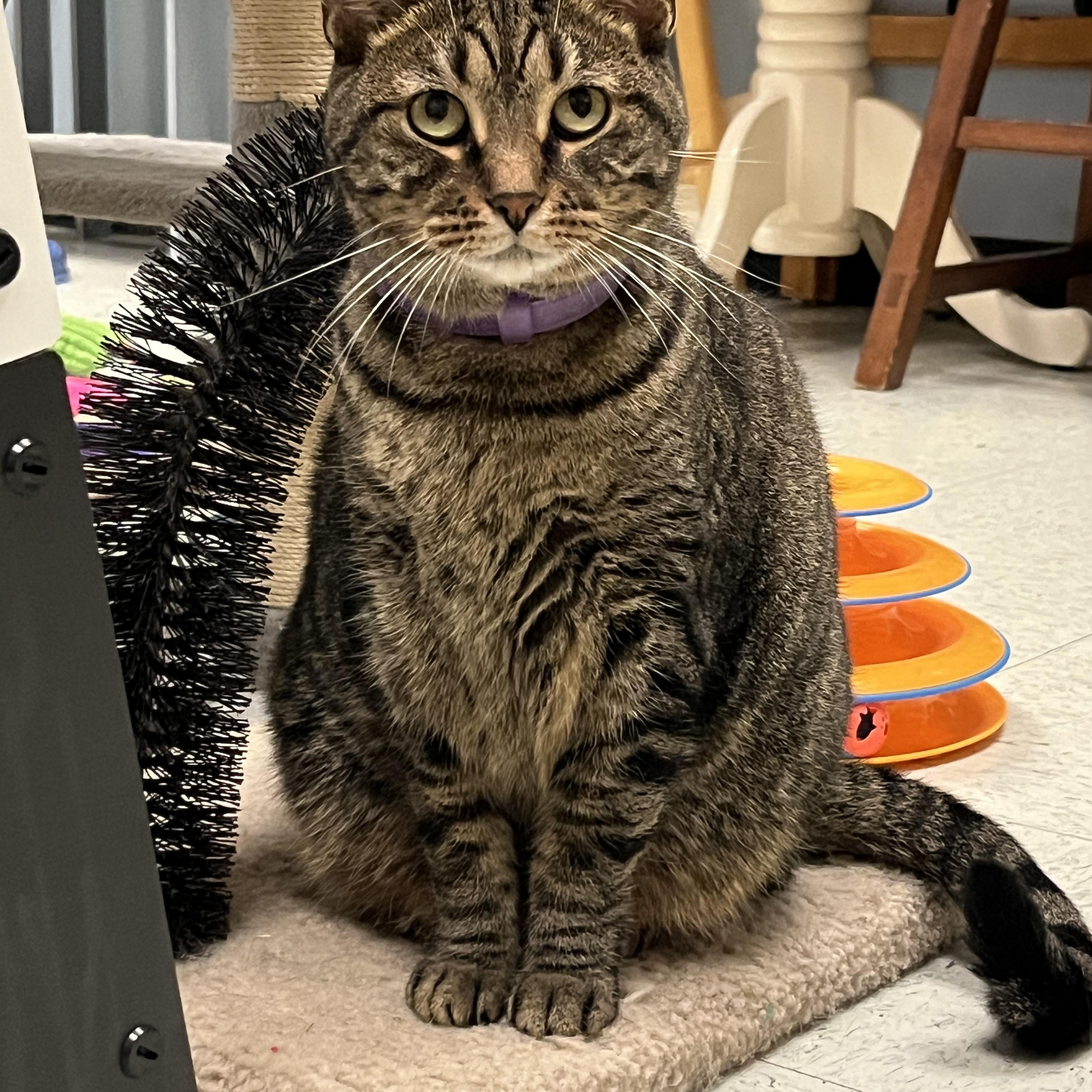 Enlarge Scooby, a Adoptable Domestic Short Hair in Huntley, IL image 2/6