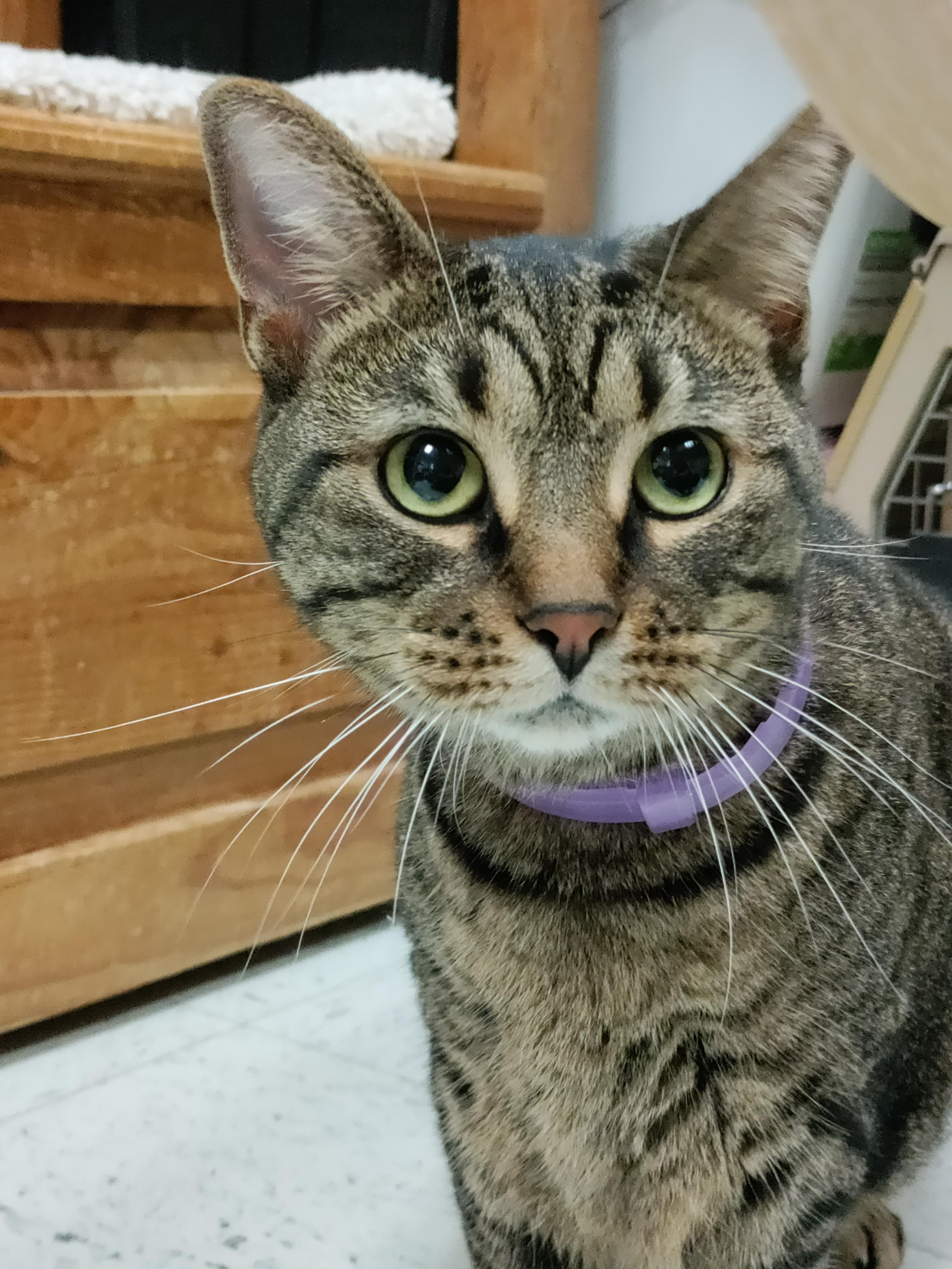 Enlarge Scooby, a Adoptable Domestic Short Hair in Huntley, IL image 3/6