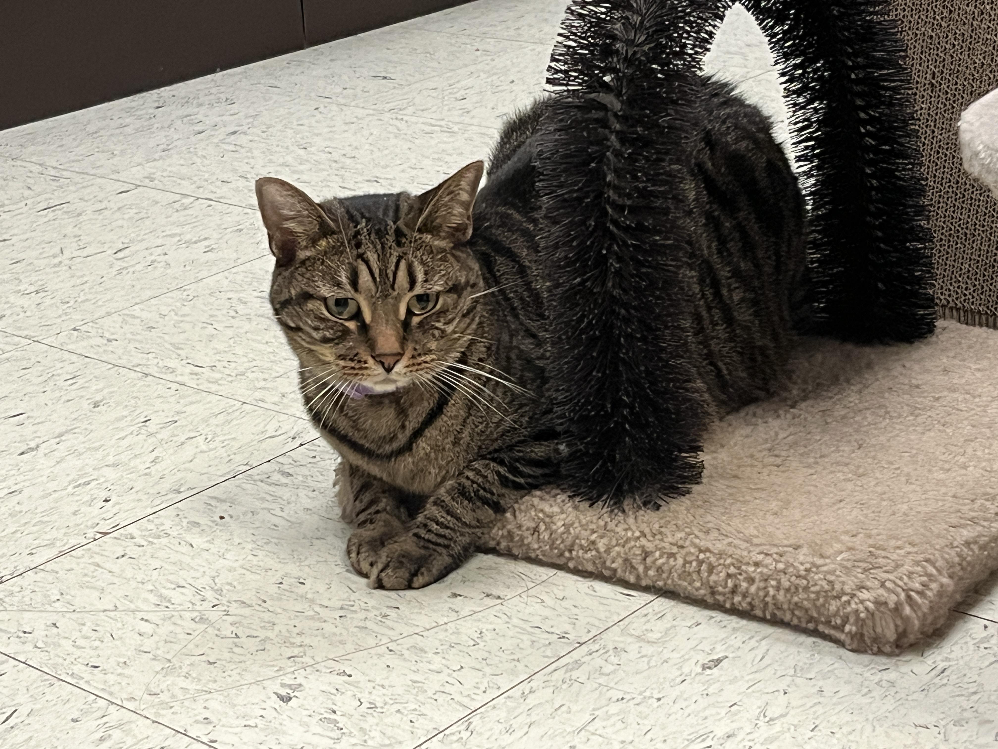 Enlarge Scooby, a Adoptable Domestic Short Hair in Huntley, IL image 4/6