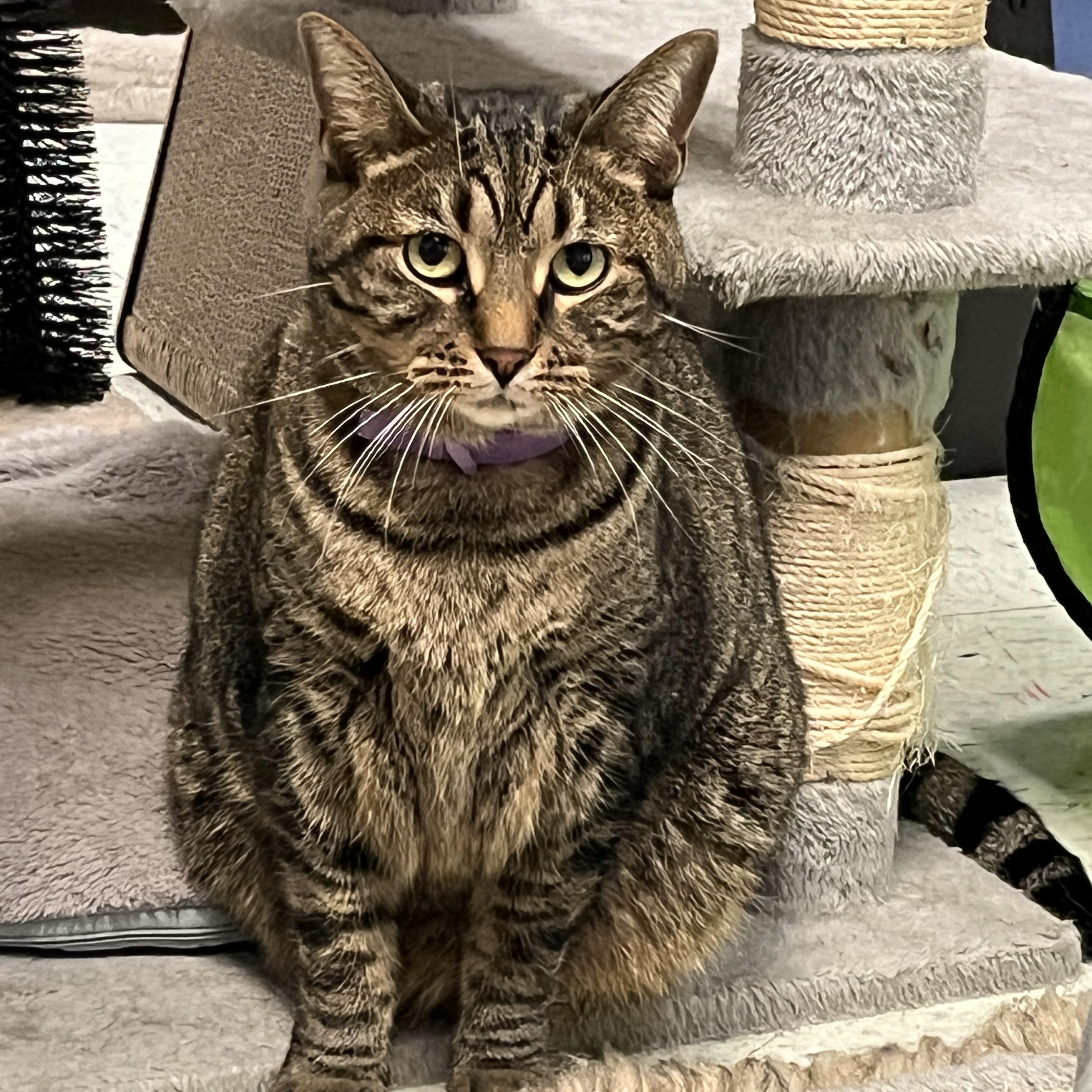 Enlarge Scooby, a Adoptable Domestic Short Hair in Huntley, IL image 5/6