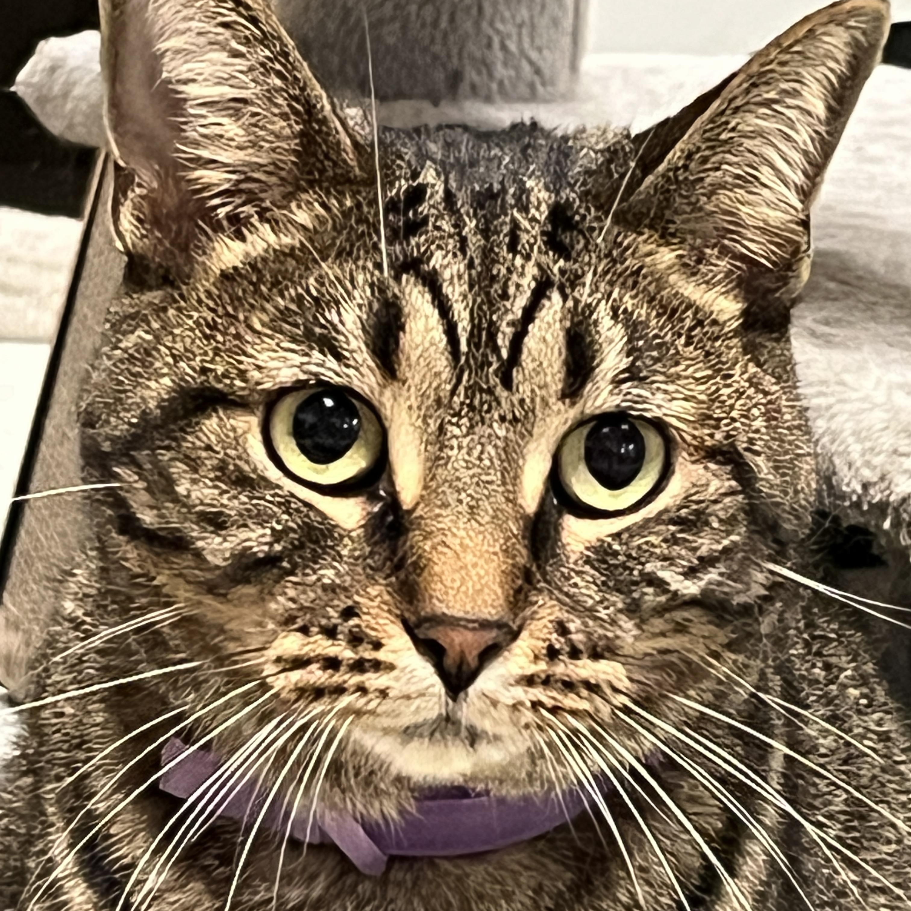 Enlarge Scooby, a Adoptable Domestic Short Hair in Huntley, IL image 1/6
