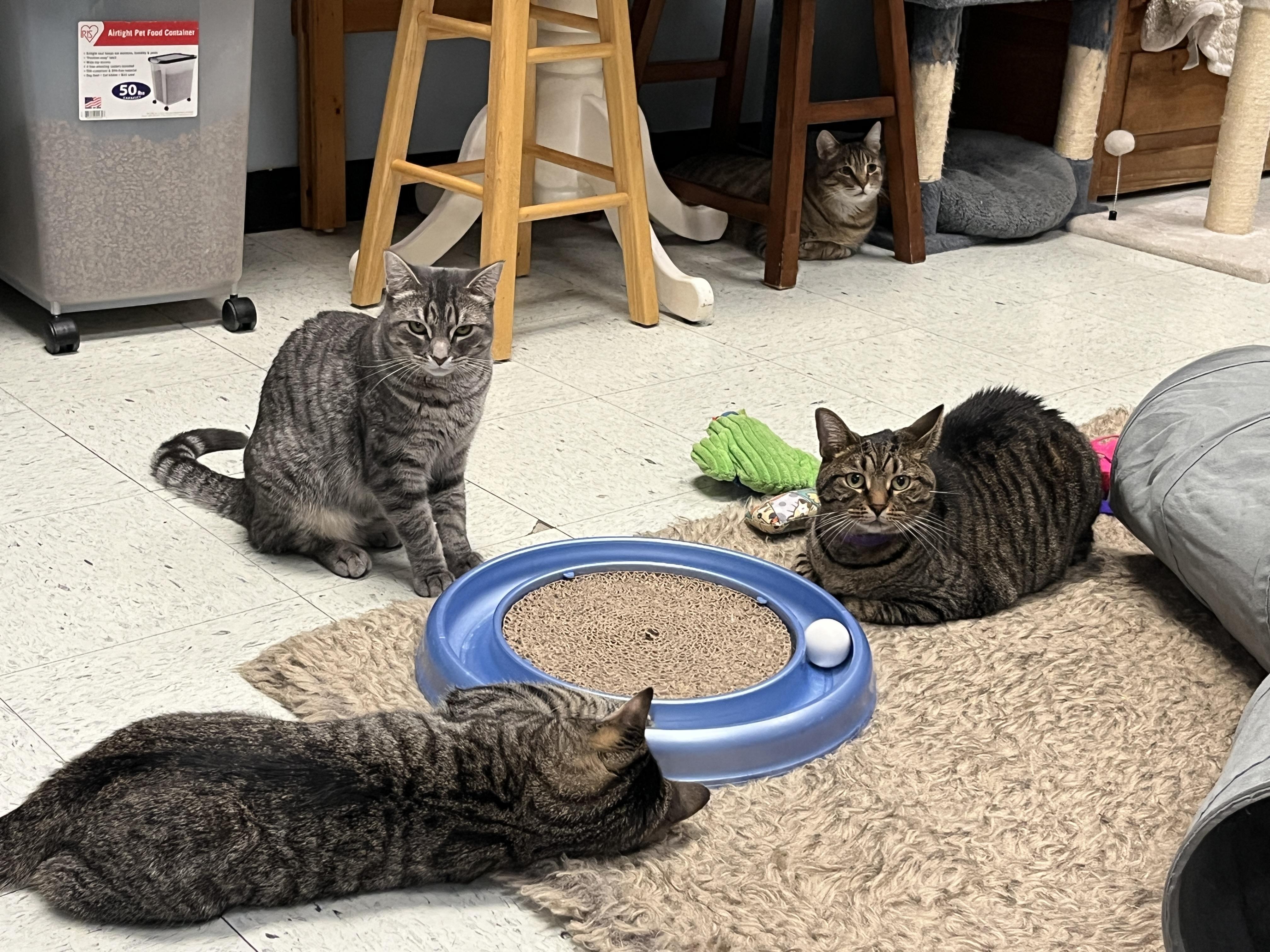 Enlarge Scooby, a Adoptable Domestic Short Hair in Huntley, IL image 6/6