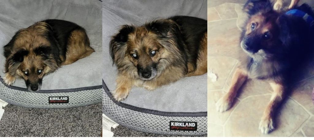 Manny, Adoptable, Senior Male Corgi.