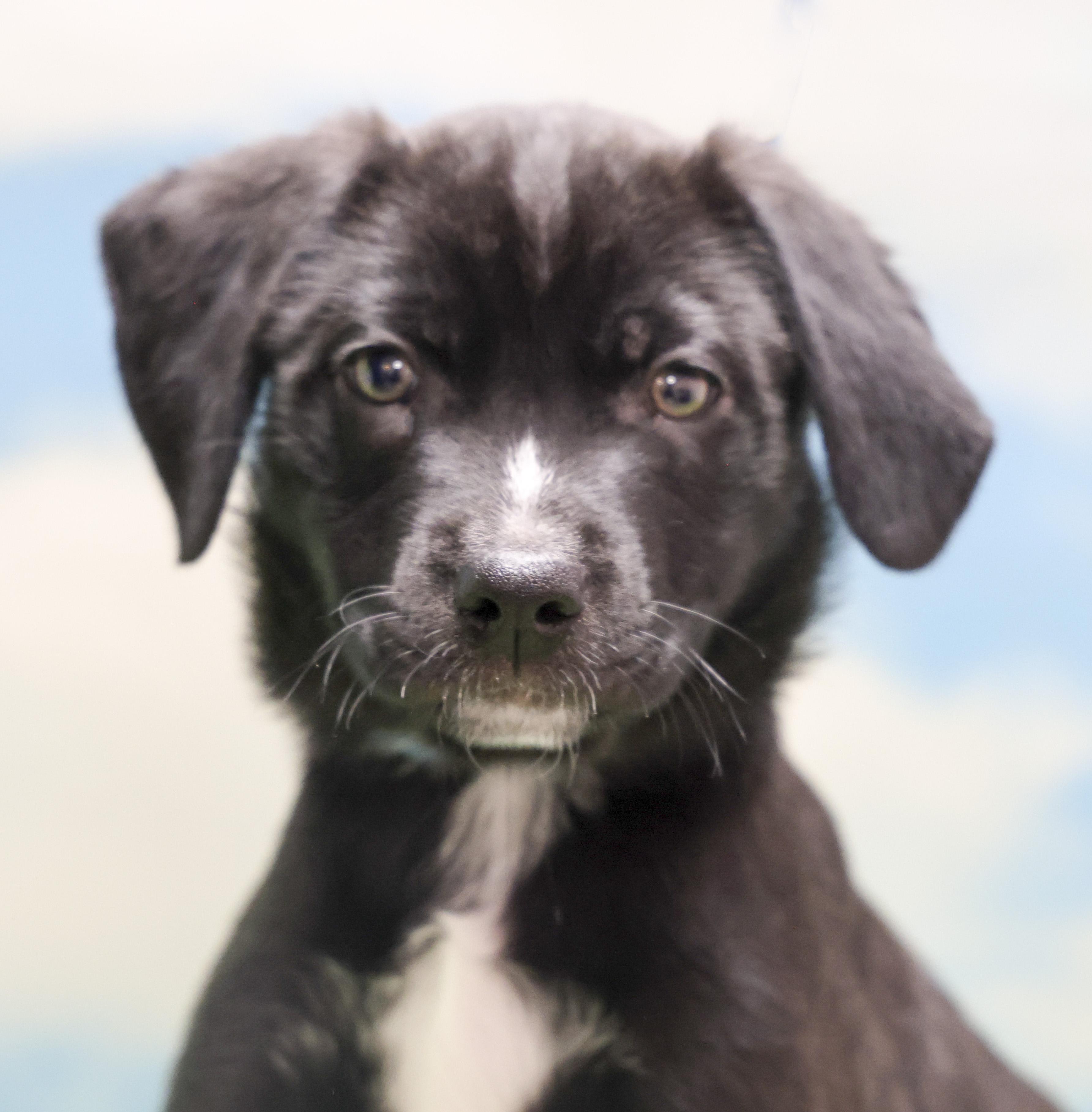 Enlarge Mama Helen's Puppies -- KJ, an adopted mixed breed in Casa Grande, AZ image 2/2