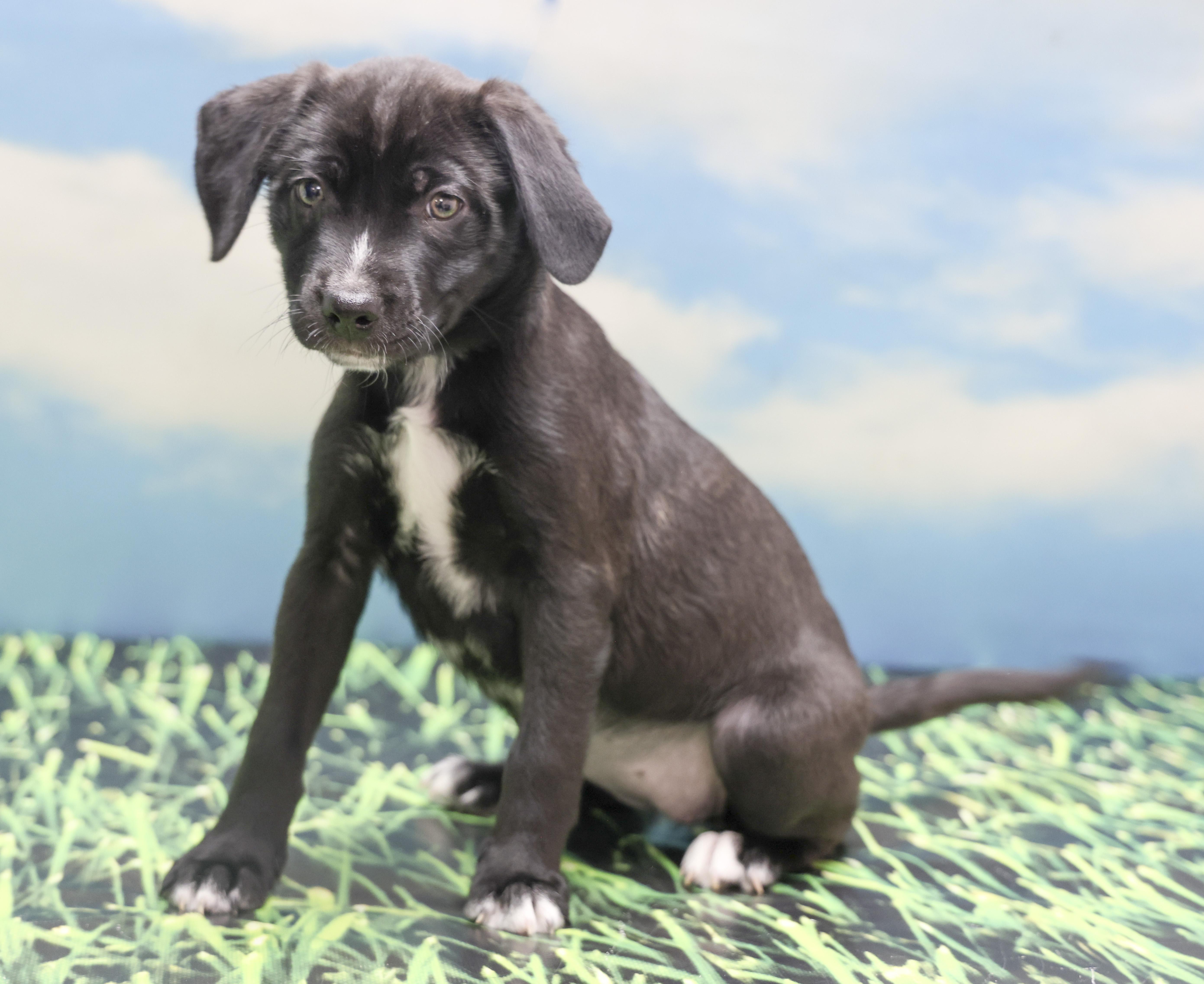 Mama Helen's Puppies -- KJ, adopted, Puppy Female Labrador Retriever.
