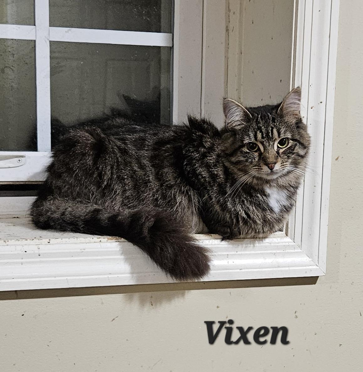 Vixen, Adoptable, Adult Female Domestic Medium Hair.