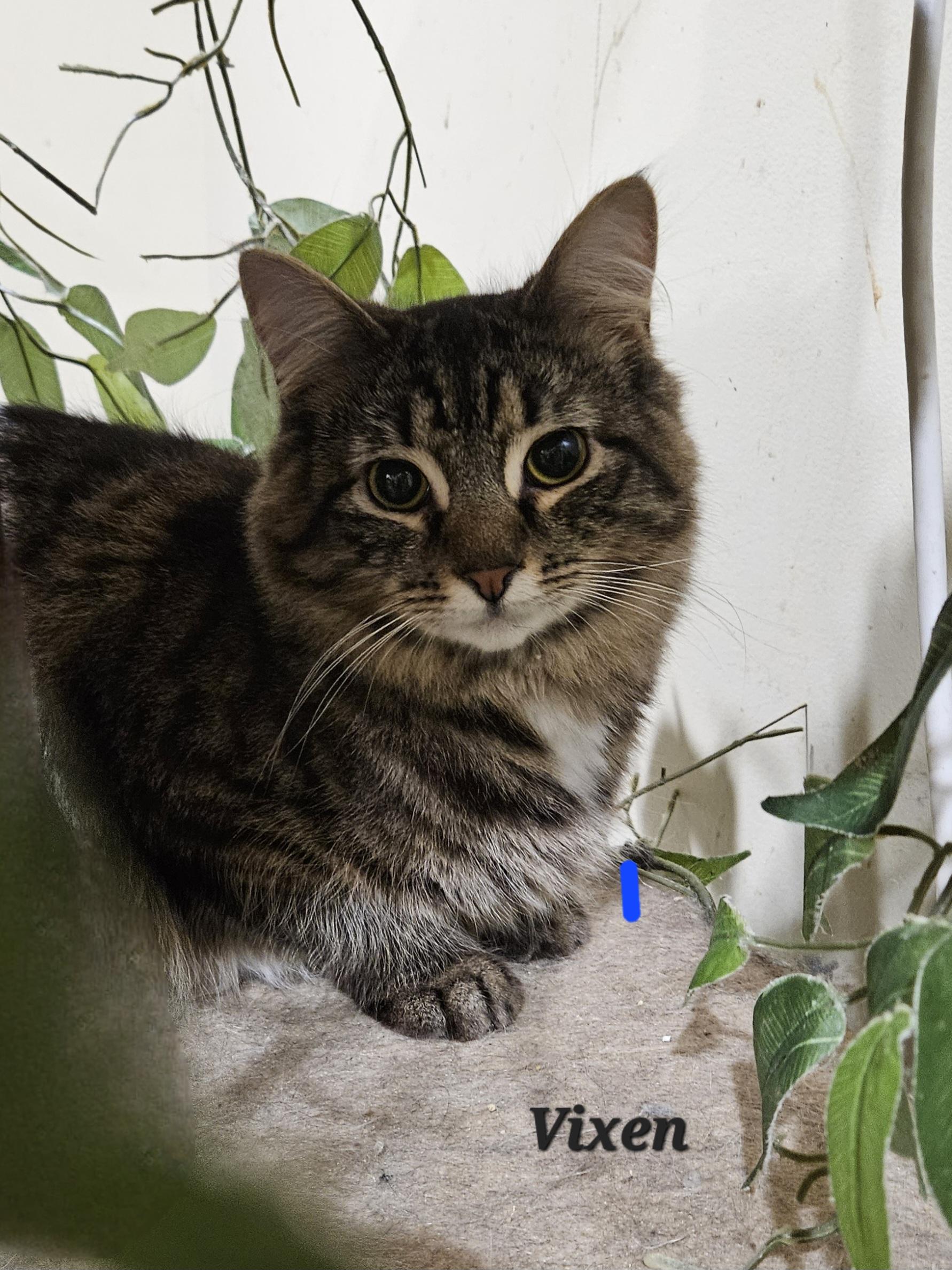 Enlarge Vixen, a Adoptable Domestic Medium Hair in Bethlehem, PA image 3/3