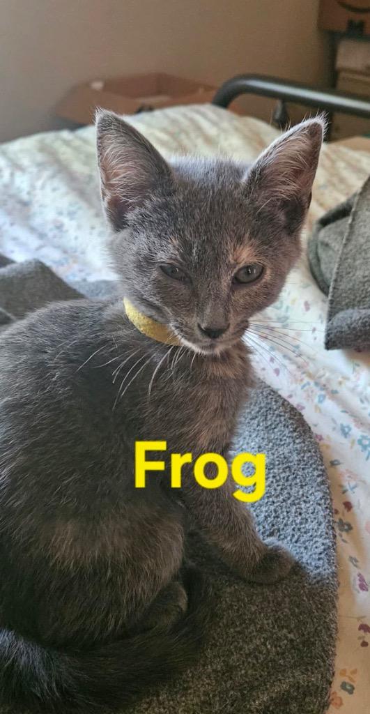 Frog(Goldie), a Adoptable mixed breed in Johnson City, TN image 2/5