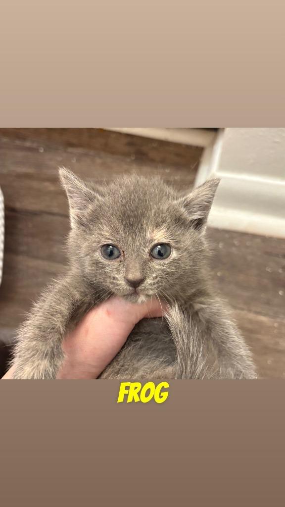 Frog(Goldie), a Adoptable mixed breed in Johnson City, TN image 3/5