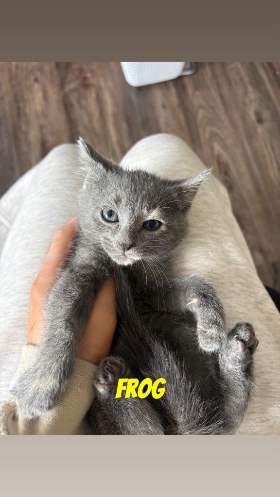 Frog(Goldie), a Adoptable mixed breed in Johnson City, TN image 5/5