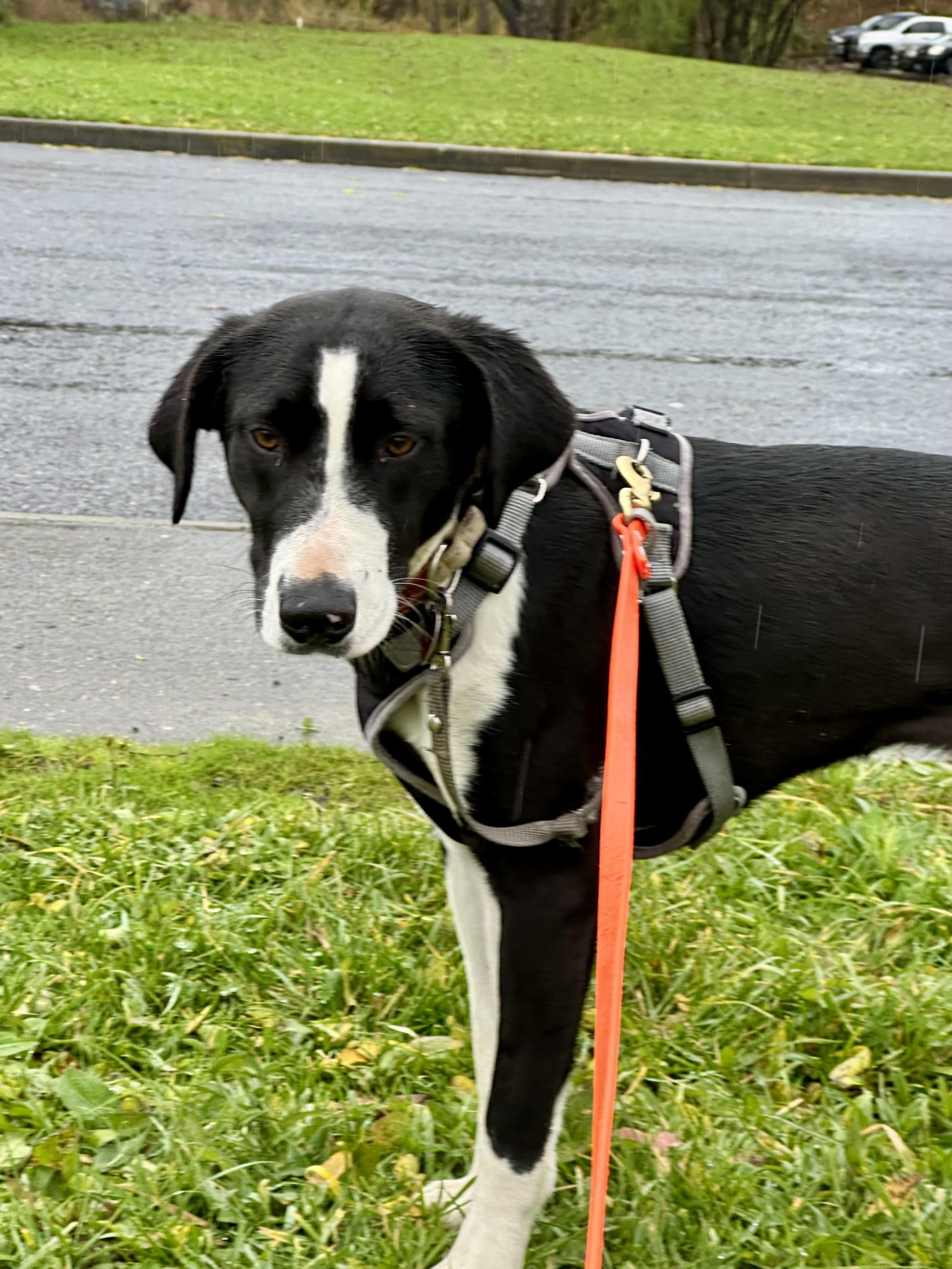 Delilah , ADOPTABLE, Young Female Black Labrador Retriever & Border Collie.
