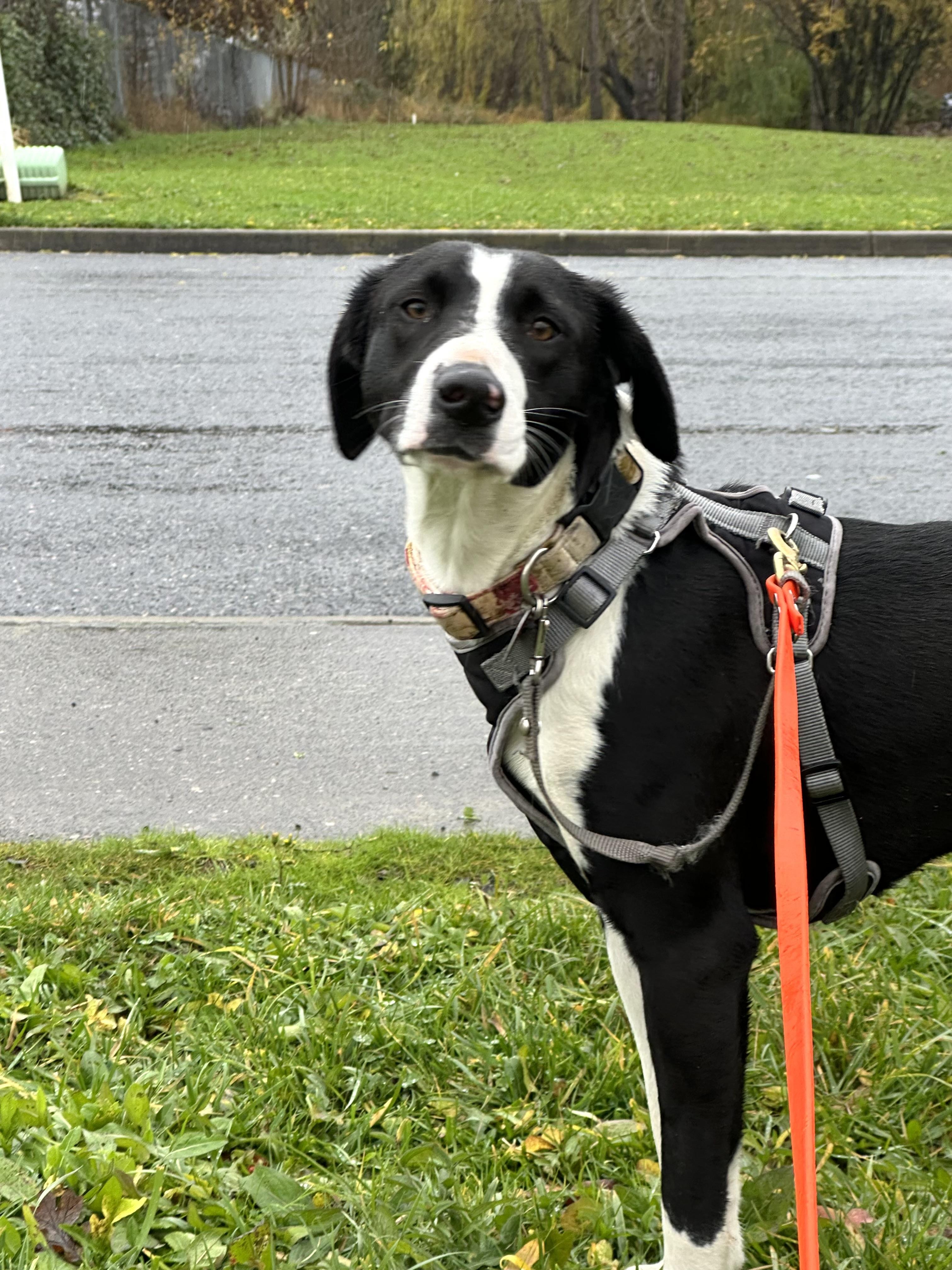 Delilah , a ADOPTABLE mixed breed in Hood River, OR image 2/3