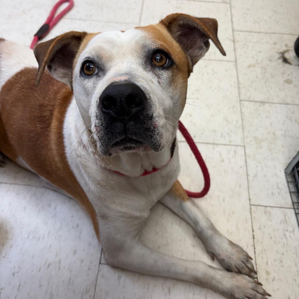Uni, a Adoptable Mixed Breed in Columbiana, AL image 1/2