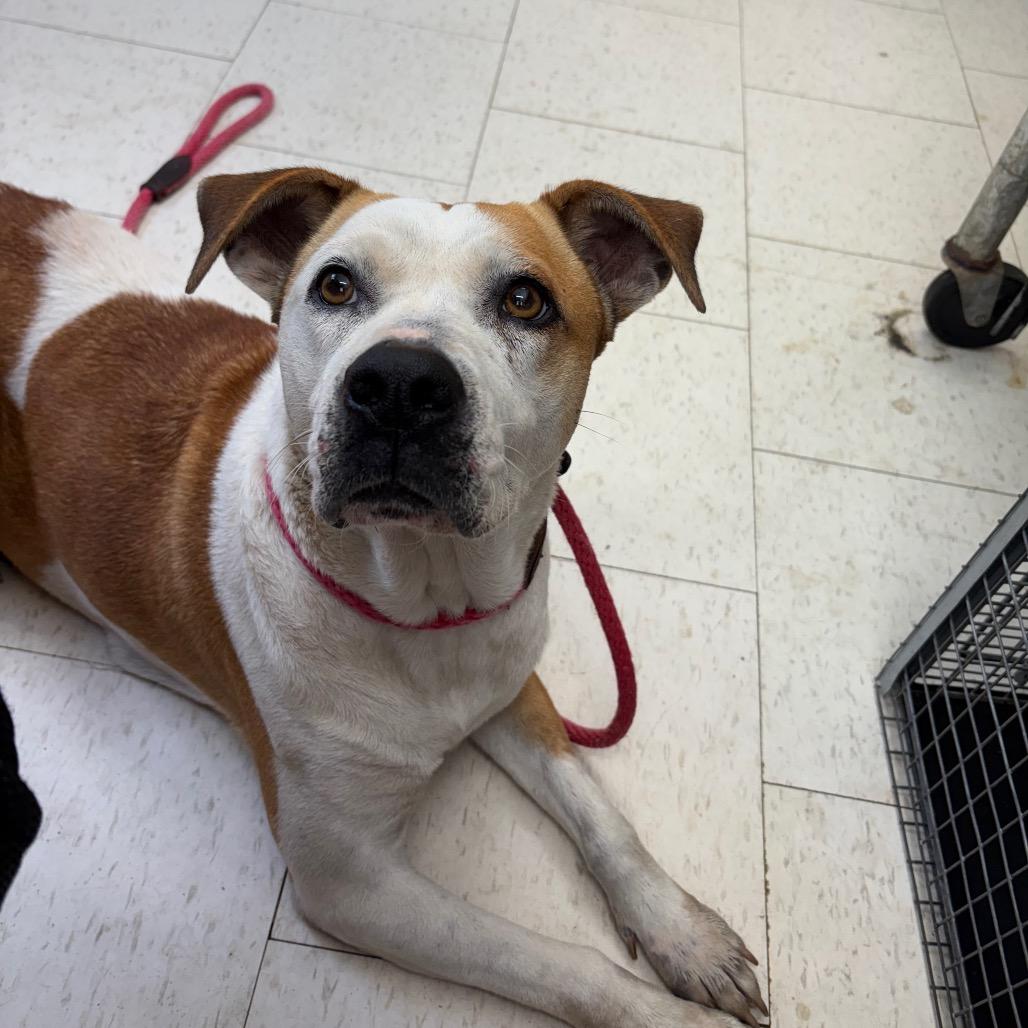 Uni, a Adoptable Mixed Breed in Columbiana, AL image 2/2