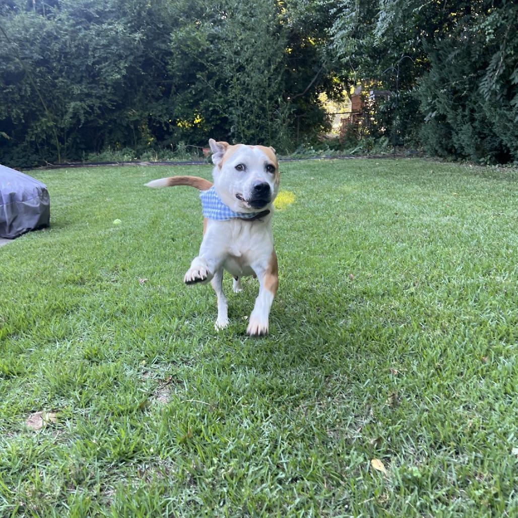Uni *AVAILABLE IN FOSTER, Adoptable, Adult Female Mixed Breed.