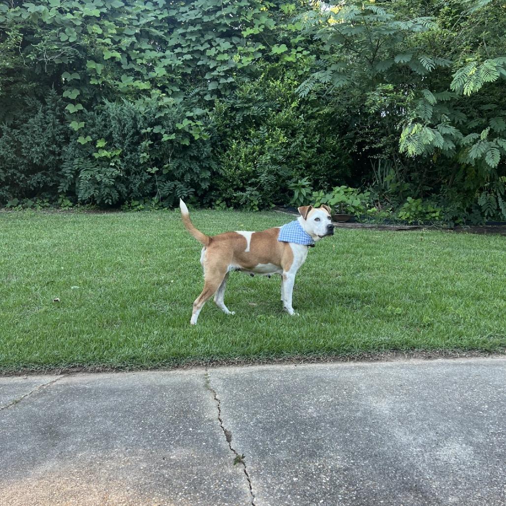 Enlarge Uni *AVAILABLE IN FOSTER, a Adoptable Mixed Breed in Columbiana, AL image 2/6